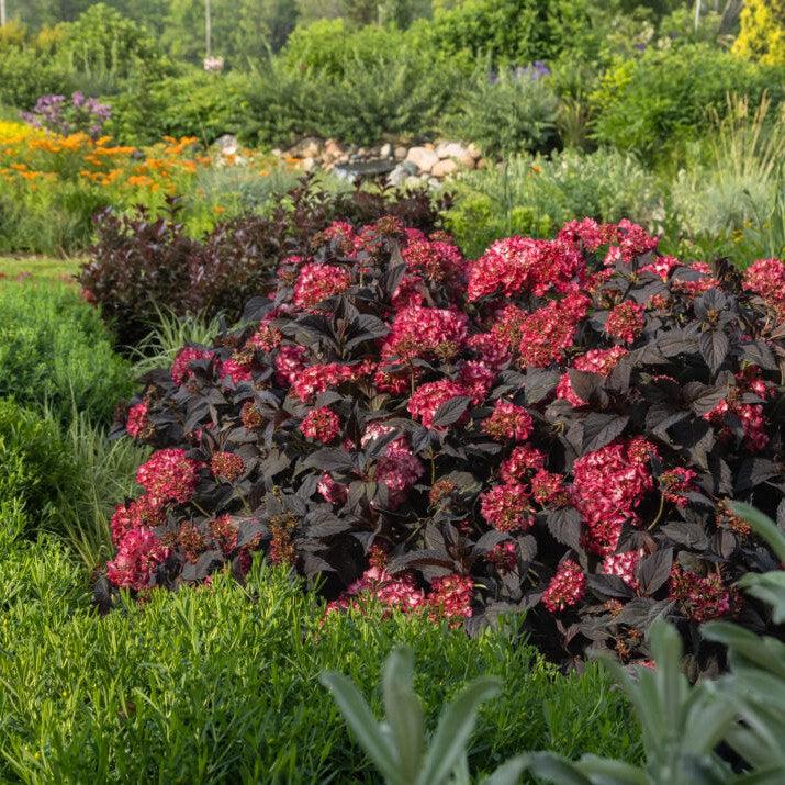 Hydrangea macrophylla 'Bailmacseven' ~ First Editions® Eclipse® Hydrangea