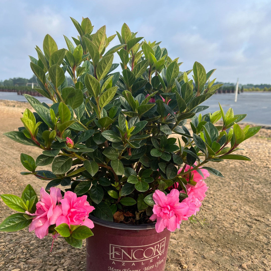 Rhododendron ‘Roblec’ ~ Encore® Autumn Carnation™ Azalea