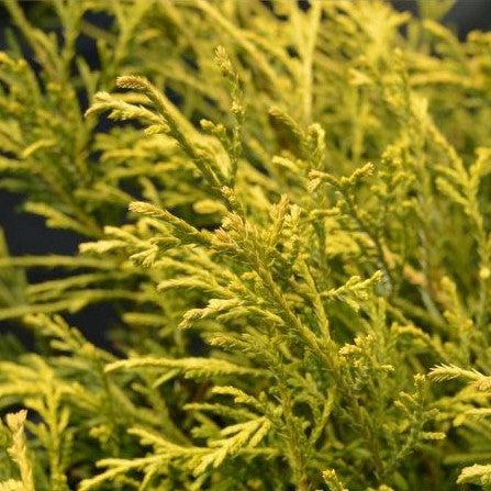 Chamaecyparis pisifera 'Paul's Gold' ~ Paul's Gold Threadbranch Cypress