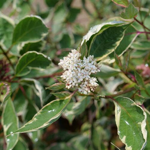 Cornus alba 'Verpaalen2' PP34,377 ~ Sgt. Pepper™ Dogwood