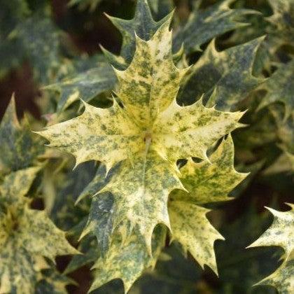 Osmanthus heterophyllus 'Goshiki' ~ Goshiki False Holly