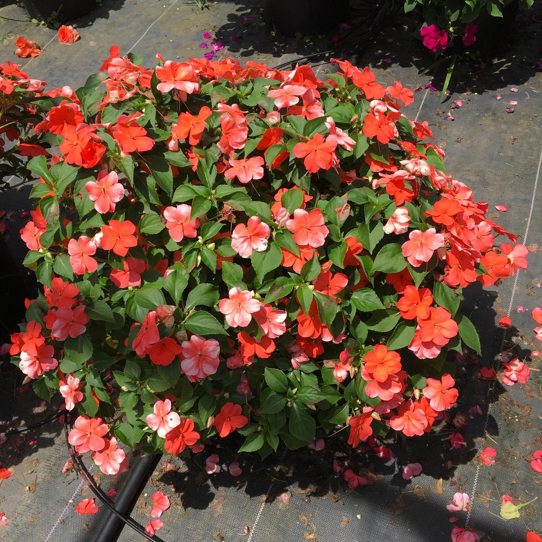Impatiens walleriana 'PAS1357835' ~ Beacon® Salmon Impatiens