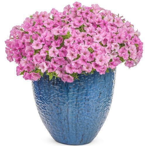 Petunia hybrid  'USTUNI6001' ~ Supertunia Vista® Bubblegum® Petunia