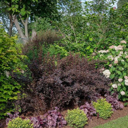 Spiraea betulifolia 'Tor Gold'   - Glow Girl® Birchleaf Spirea