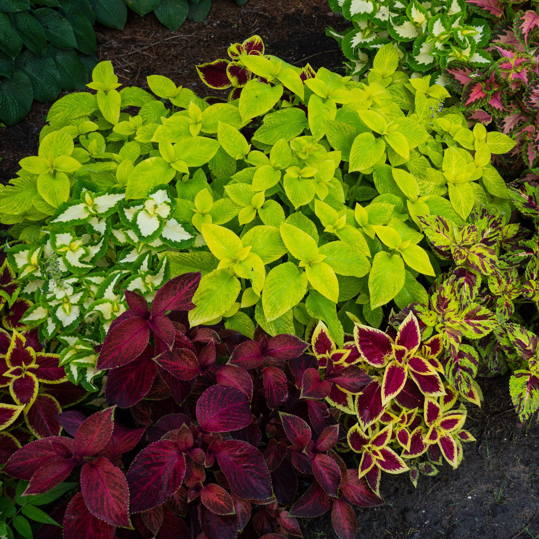 Solenostemon ‘Wizard Mix’ ~ Wizard® Mix Coleus
