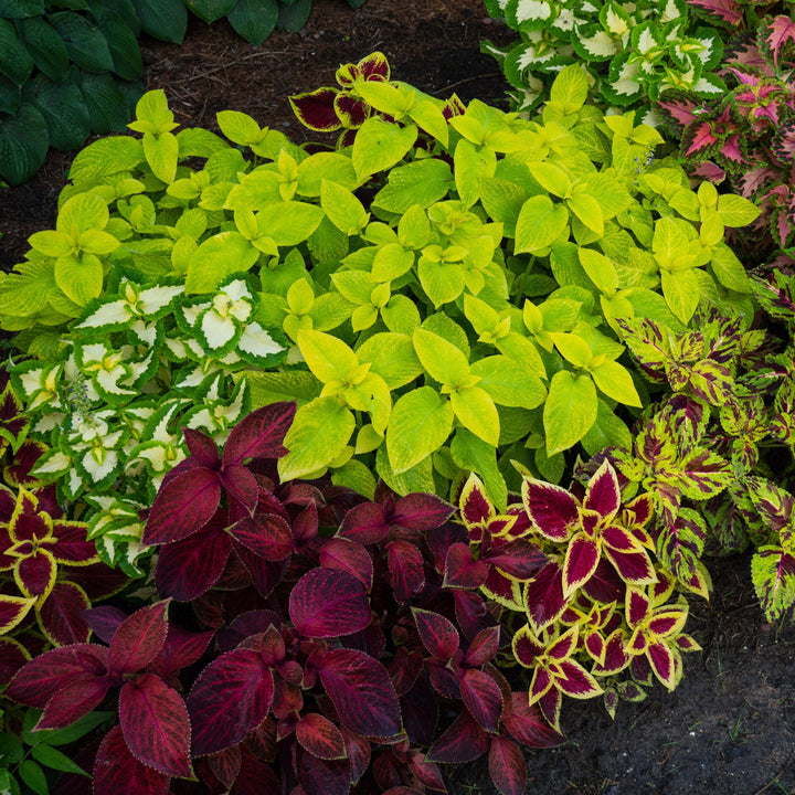 Solenostemon ‘Wizard Mix’ ~ Wizard® Mix Coleus