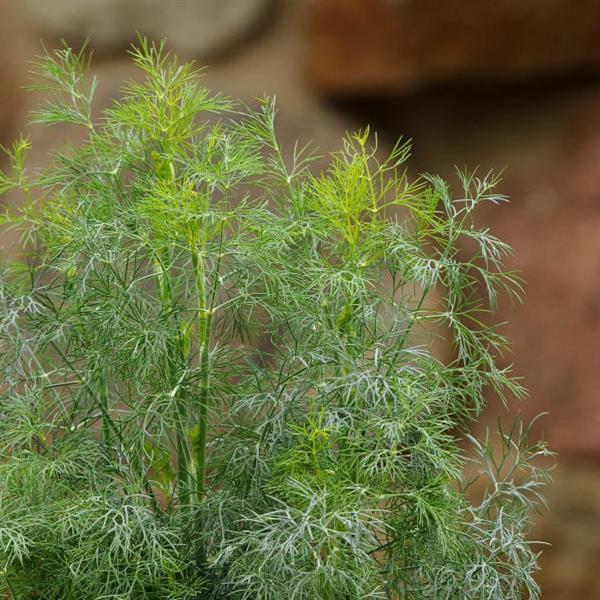Anethum graveolens 'Fernleaf' ~ Fernleaf Dill