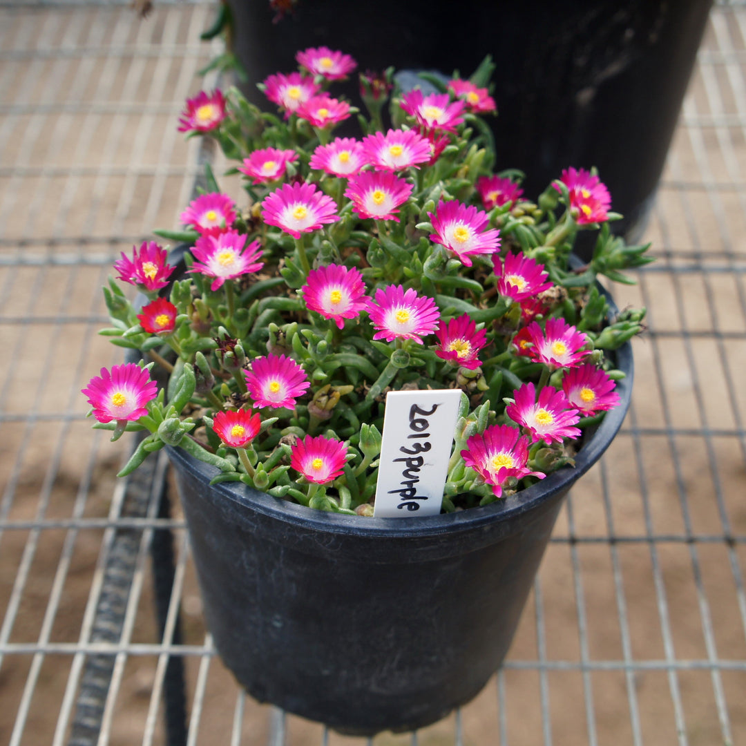 Delosperma cooperi 'DSAM13-1' ~ Jewel of Desert® Amethyst Ice Plant