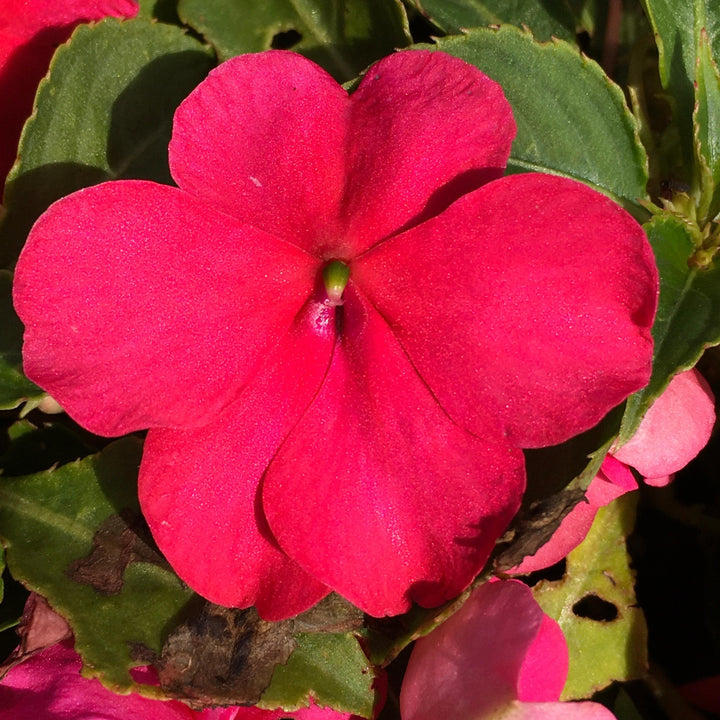 Impatiens walleriana 'PAS1377332' ~ Beacon® Rose Impatiens