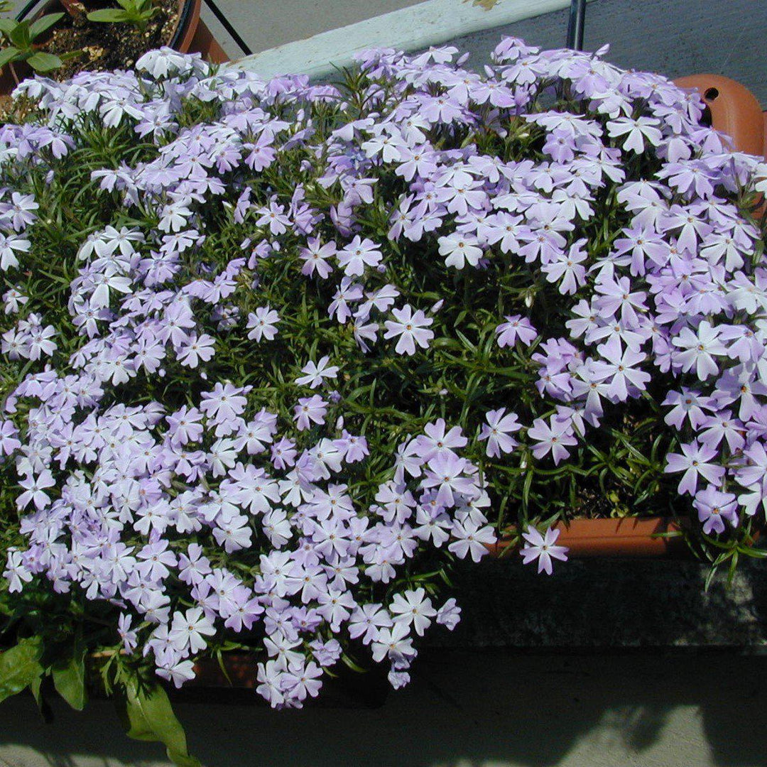 Phlox subulata ~ Creeping Phlox, Blue