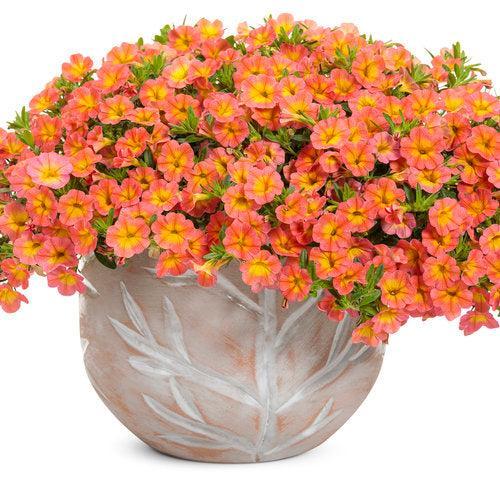 Calibrachoa hybrid 'BBCAL99001' ~ PW® Superbells® Coral Sun™ Calibrachoa