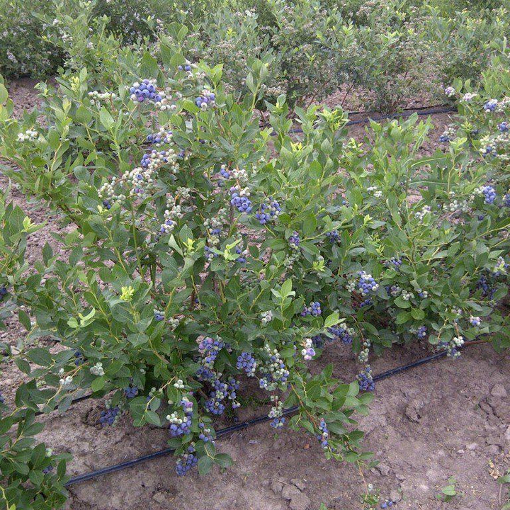 Vaccinium corymbosum 'Duke'  - Duke Highbush Blueberry