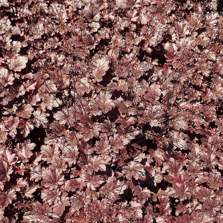 Plum Pudding Coral Bells, Heuchera