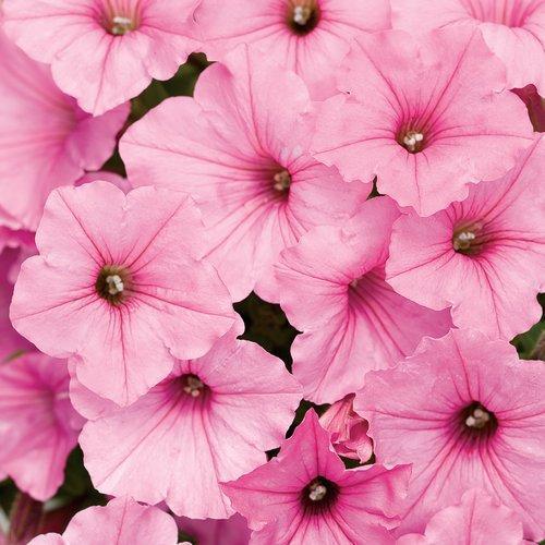 Petunia hybrid  'USTUNI6001' ~ Supertunia Vista® Bubblegum® Petunia