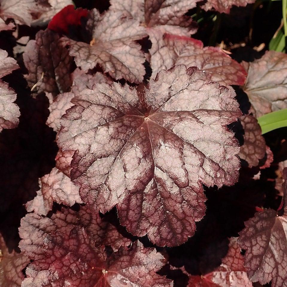 Plum Pudding Coral Bells, Heuchera
