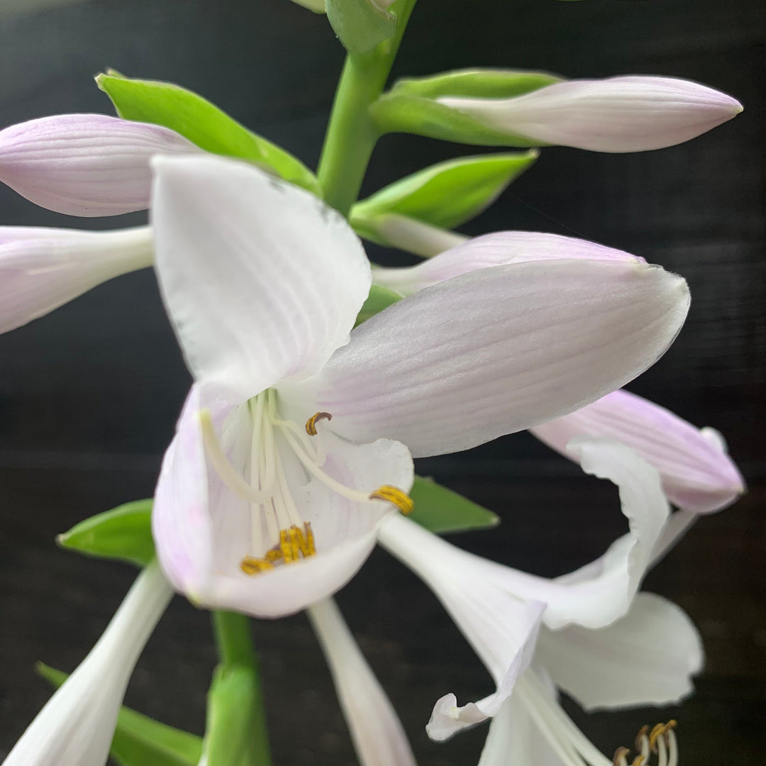 Hosta 'Guacamole' ~ Guacamole Hosta