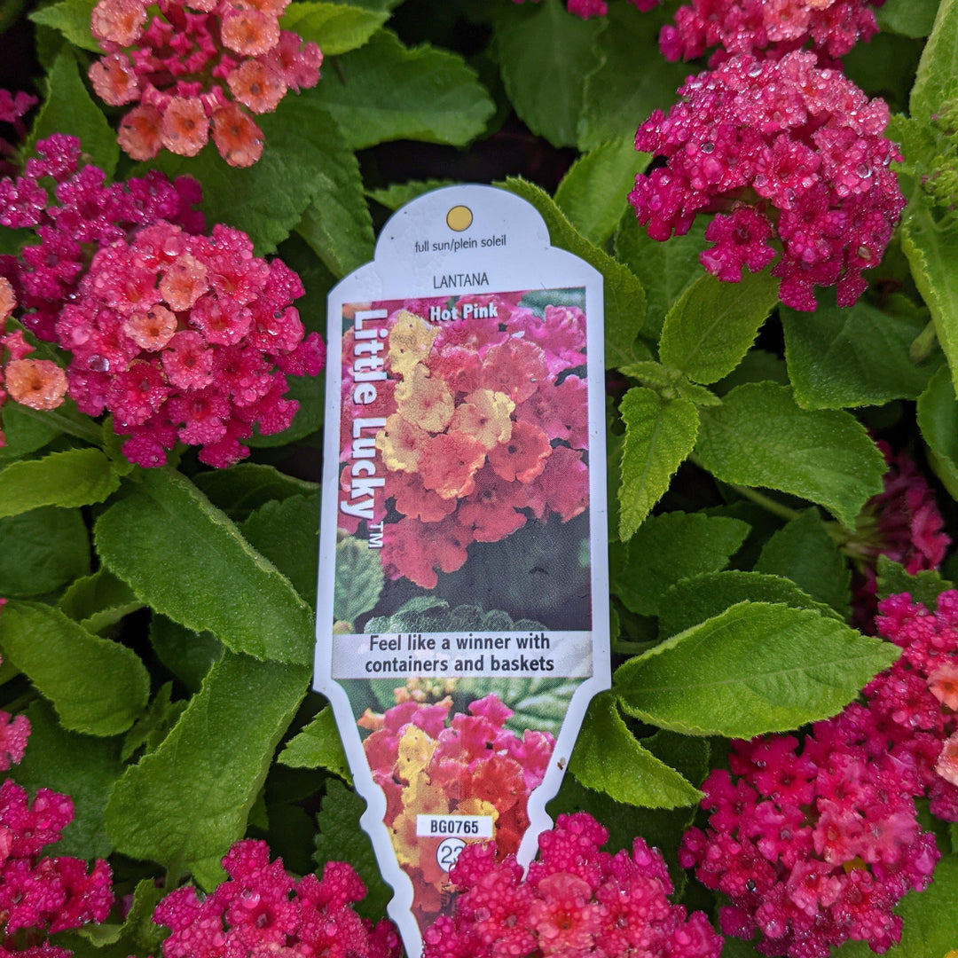 Lantana camara 'Flortanapi' ~ Little Lucky™ Hot Pink Lantana