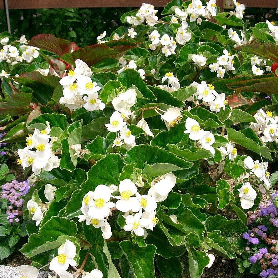 Begonia x 'PAS1484340' ~ Dragon Wing® White Begonia
