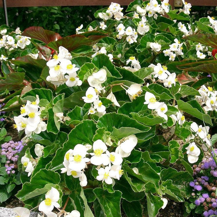 Begonia x 'PAS1484340' ~ Dragon Wing® White Begonia