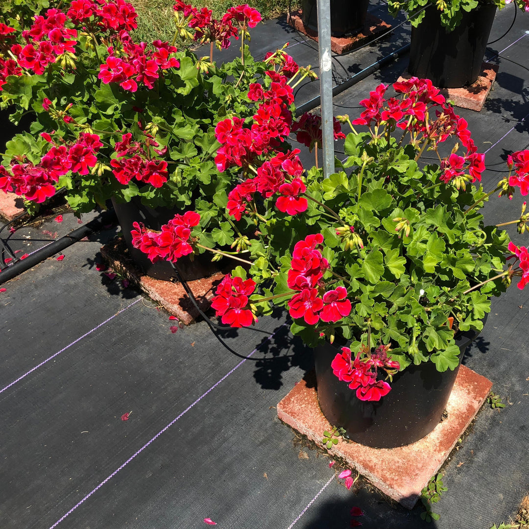 Pelargonium interspecific 'Calliope Crimson Flame' ~ Calliope® Medium Crimson Flame Geranium