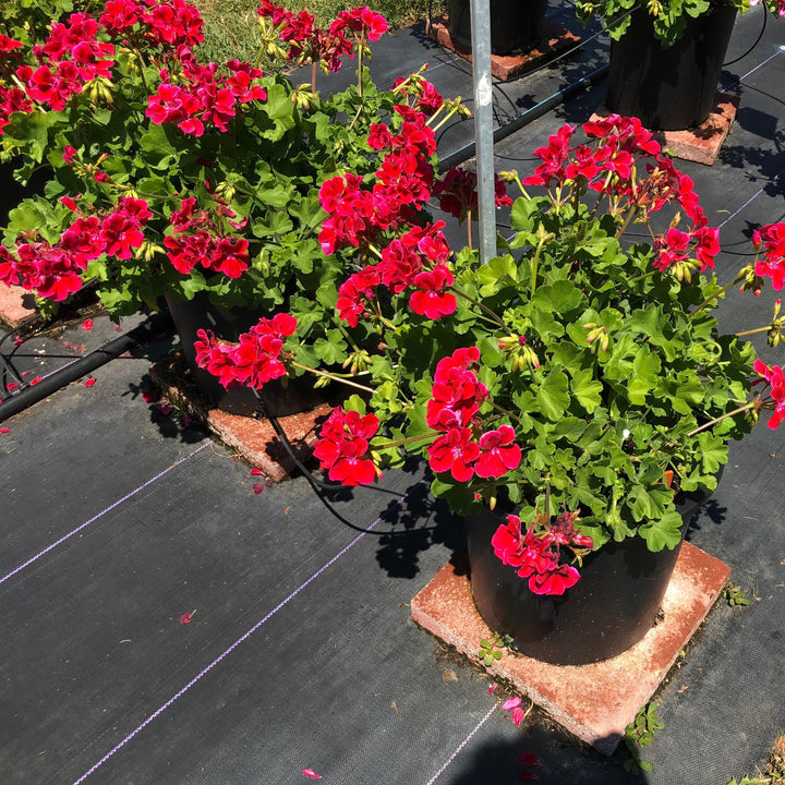 Pelargonium interspecific 'Calliope Crimson Flame' ~ Calliope® Medium Crimson Flame Geranium