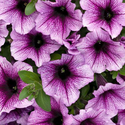 Petunia hybrid 'Lanbor' ~ PW® Supertunia® Bordeaux™ Petunia