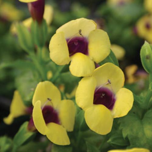 Torenia hybrid 'DANCAT266' ~ PW® Catalina® Gilded Grape™ Wishbone Flower