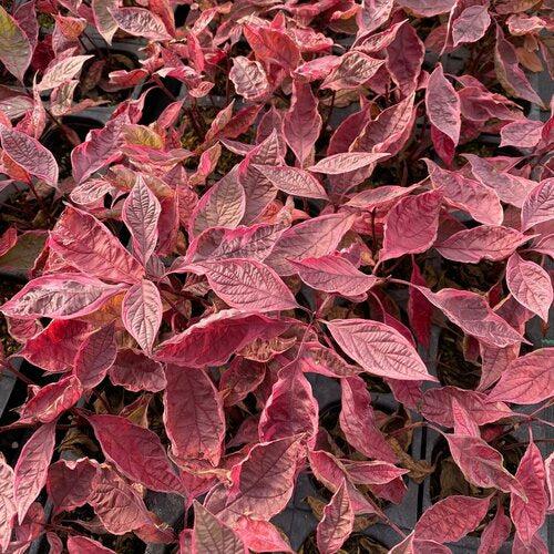 Cornus alba 'Verpaalen2' PP34,377 ~ Sgt. Pepper™ Dogwood