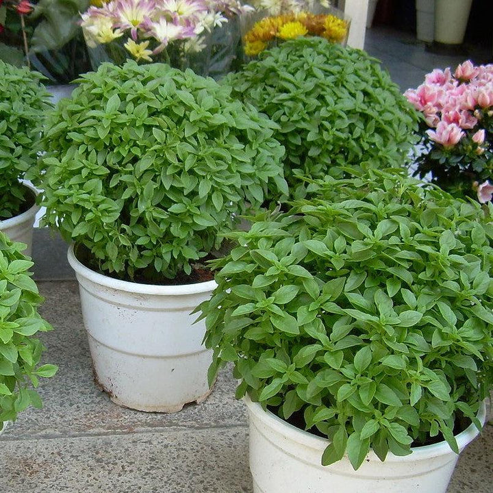 Ocimum basilicum ~ Sweet Basil
