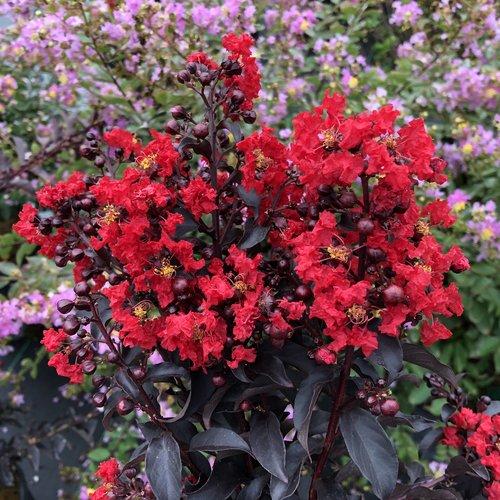 Lagerstroemia indica 'SMNLCIBF' ~ Center Stage® Red Crapemyrtle