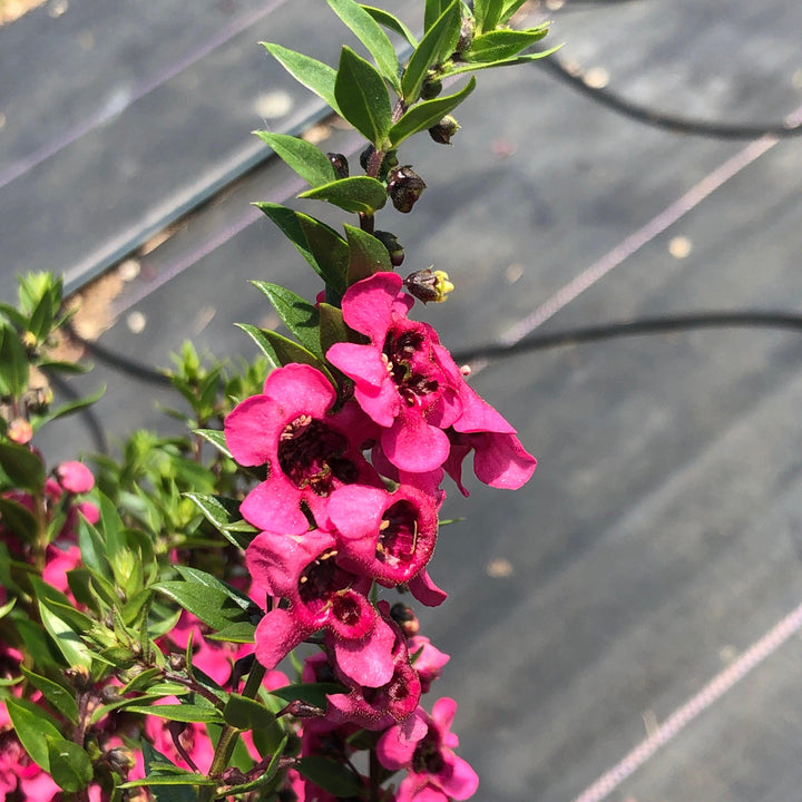 Angelonia angustifolia 'Carita Raspberry' ~ Carita™ Raspberry Summer Snapdragon