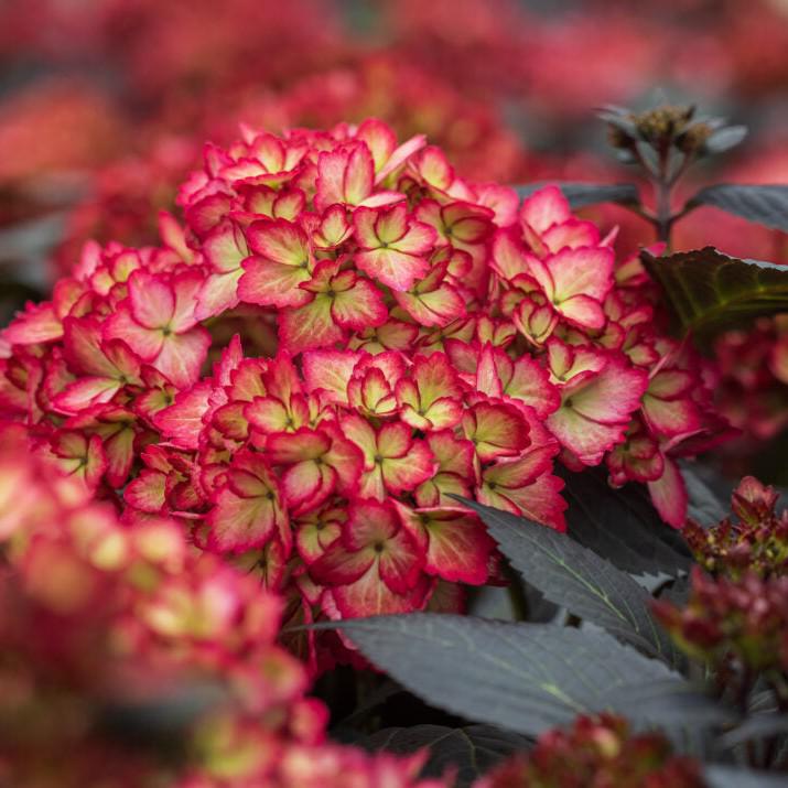Hydrangea macrophylla 'Bailmacseven' ~ First Editions® Eclipse® Hydrangea