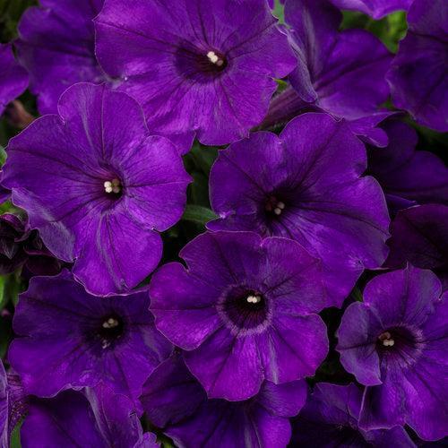 Petunia hybrid 'BBTUN10102’ ~ PW® Supertunia® Royal Velvet® Petunia