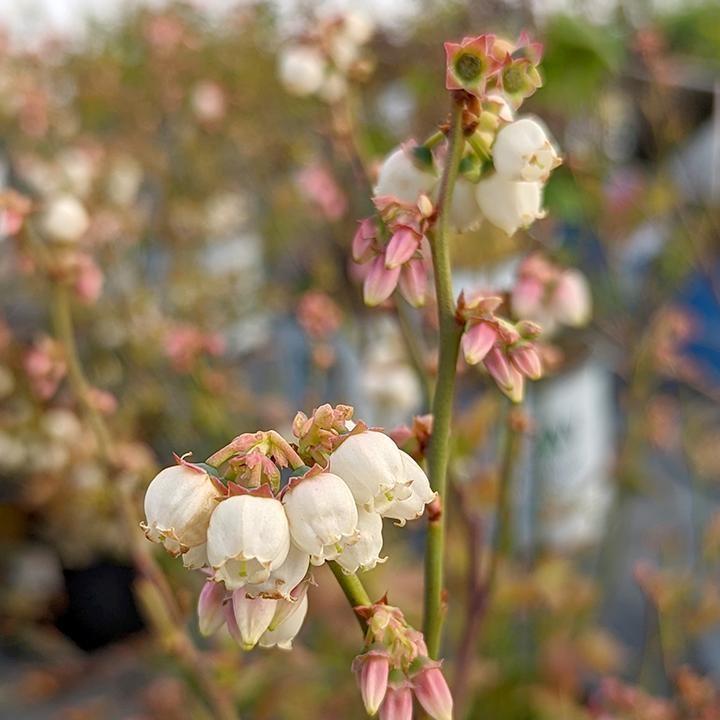 Vaccinium corymbosum 'Polaris'  - Polaris Blueberry