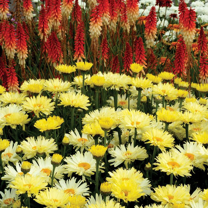 Leucanthemum x superbum 'Goldfinch'  - Goldfinch Shasta Daisy