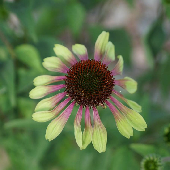 Echinacea purpurea 'Green Twister' ~ Green Twister Echinacea, Coneflower