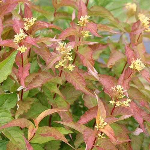 Diervilla 'G2X88544'  - Kodiak® Orange Honeysuckle