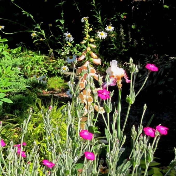 Digitalis purpurea 'Dalmatian Peach' ~ Dalmatian Peach Foxglove
