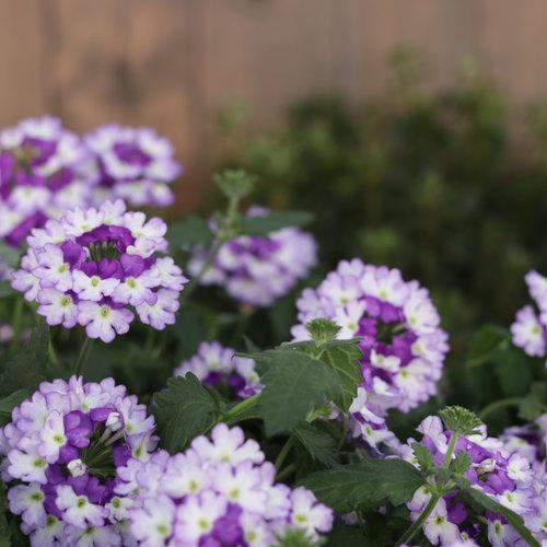 Verbena hybrid 'DVERBINPR' ~ PW® Superbena Sparkling® Amethyst Verbena