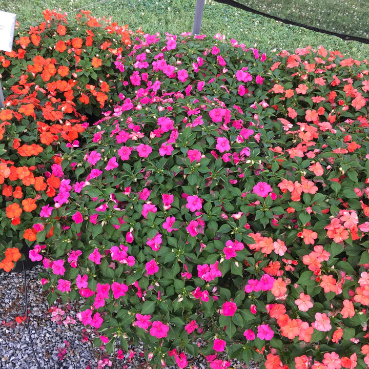 Impatiens walleriana 'PAS1377332' ~ Beacon® Rose Impatiens