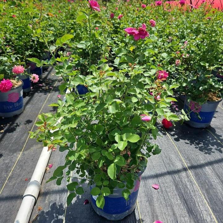 Rosa 'LIMkiss'  - True Bloom™ True Gratitude™ Rose