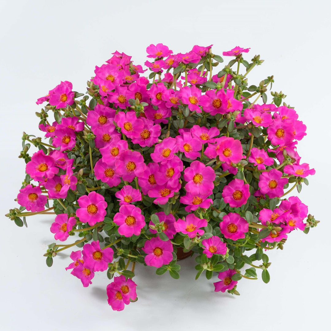 Portulaca oleracea 'Nano Pazzaz Purple' ~ Nano Pazzaz™ Purple Purslane