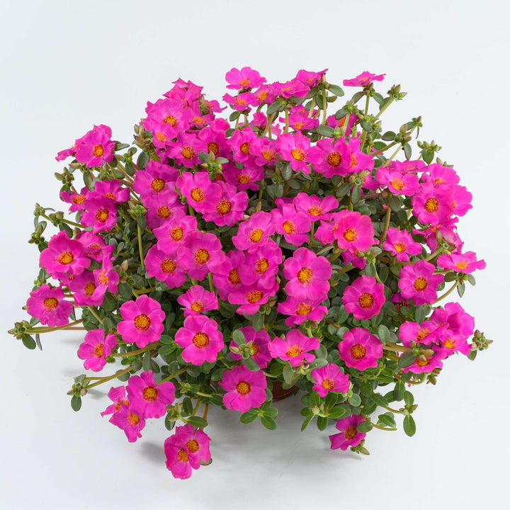 Portulaca oleracea 'Nano Pazzaz Purple' ~ Nano Pazzaz™ Purple Purslane