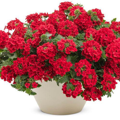 Verbena hybrid 'RIKAV44101' ~ PW® Superbena® Red Verbena