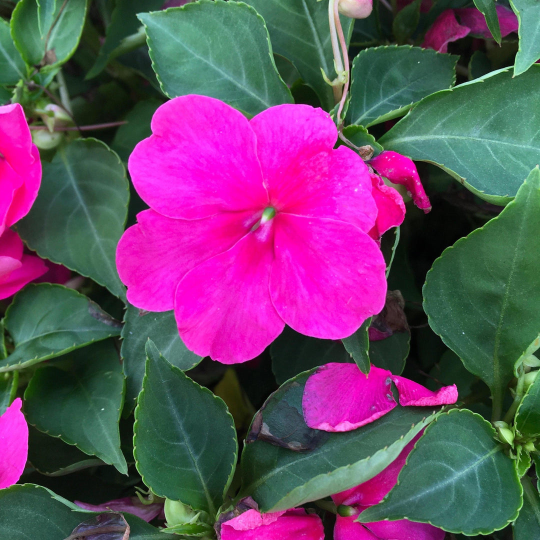 Impatiens walleriana 'PAS1377332' ~ Beacon® Rose Impatiens