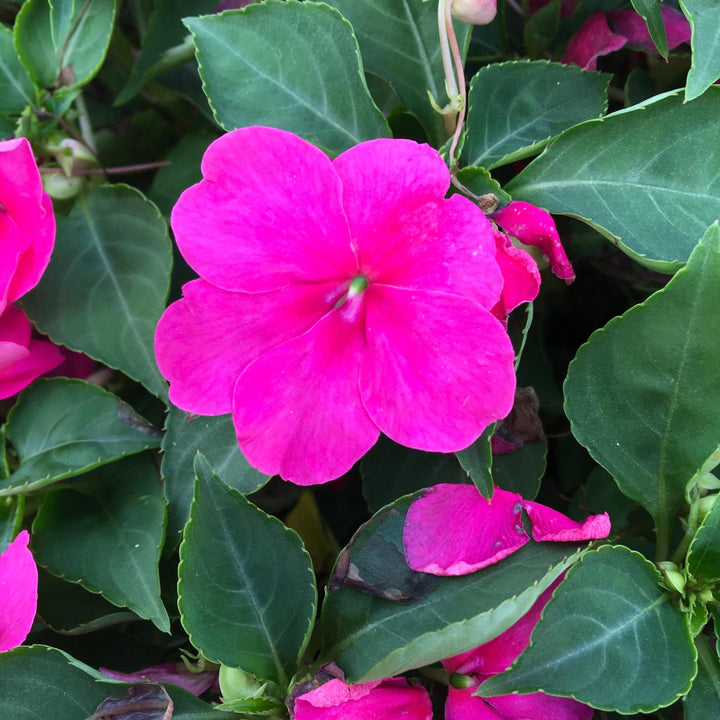 Impatiens walleriana 'PAS1377332' ~ Beacon® Rose Impatiens