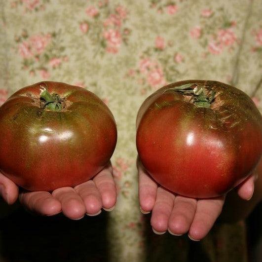 Solanum lycopersicum 'Cherokee Purple' ~ Cherokee Purple Tomato