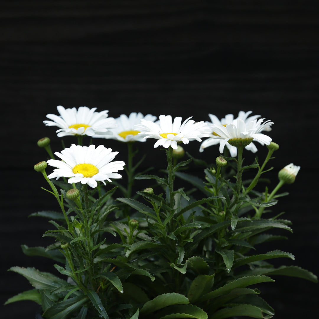 Amazing Daisies® Daisy May®  Shasta daisy