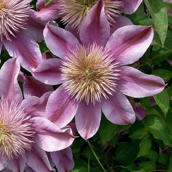 Clematis 'Evijohil' ~ Josephine™ Clematis