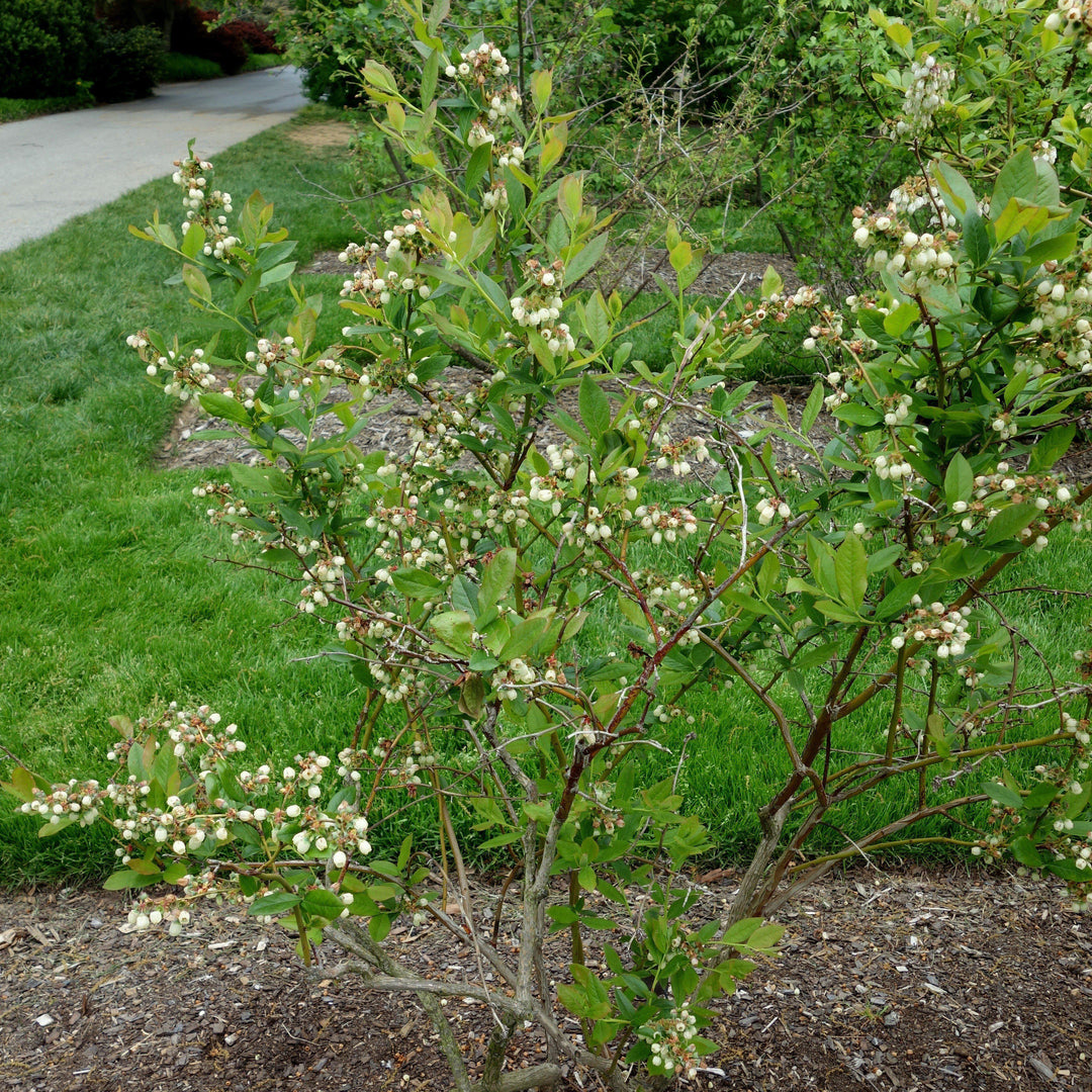 Patriot Highbush Blueberry